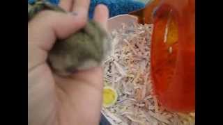 Pregnant Russian Dwarf hamster!!!!