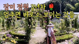 3년 가꾼 아름다운 장미 정원, 멈추면 비로소 보이는 것들 (4K, 다양한 시점 촬영)(50분 배경음악)