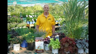 Low Maintenance Perennials ENGLISH GARDENS