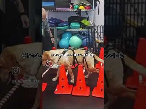 Chesty Recovers after TWO back surgeries