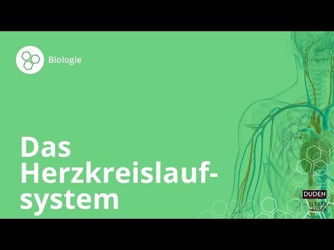 Das Herzkreislaufsystem: So funktioniert's! – Biologie | Duden Learnattack