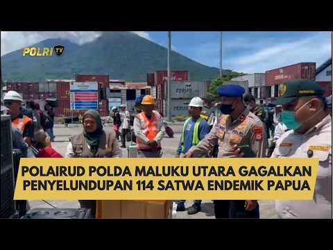 POLAIRUD POLDA MALUKU UTARA GAGALKAN PENYELUNDUPAN 114 SATWA ENDEMIK PAPUA