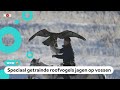In Kazachstan jagen ze zonder te schieten
