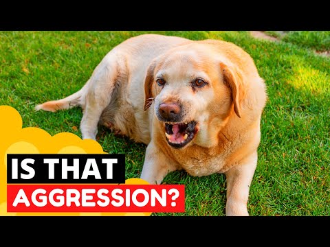 2nd YouTube video about are golden retrievers aggressive