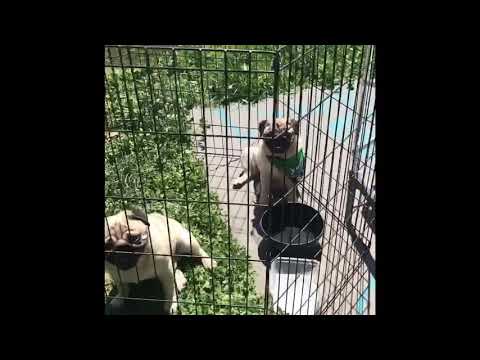 Lilibeth and Robert visit the Great Smoky Mountains April, 2021