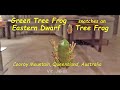 green tree frog snatches an eastern dwarf tree frog