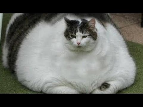 猫かわいい 世界で最も太った猫 最も面白い猫の映画 105 Steemit