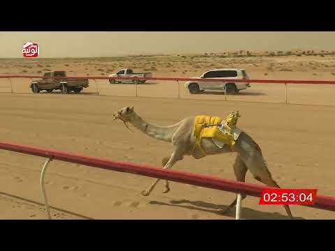 ش 2 (شواهين) لـ حمد مبارك بالعود العامري 7:42 , شارة الديوان 2026/3/03 ايذاع الخزنة