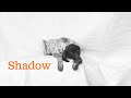 Shadow: Loving German Shorthaired Pointer Needs Forever Home