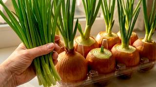 Stop Buying Green Onions — Endless Green Onions on a Windowsill (Zero Cost) 🌱