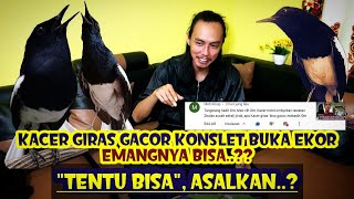 Download lagu TERNYATA BEGINI, KACER GIRAS TAPI GACOR BUKA EKOR DAN KONSLET, APAKAH BISA mp3