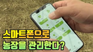 스마트폰으로 농장을 관리하는 스마트 축산  / YTN 사이언스