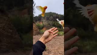 Download lagu love birds 💗 mp3