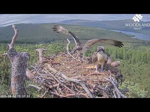 Loch Arkaig Osprey chick Breac finally gets fish two from Darach but promptly loses it! 2 Aug 2025