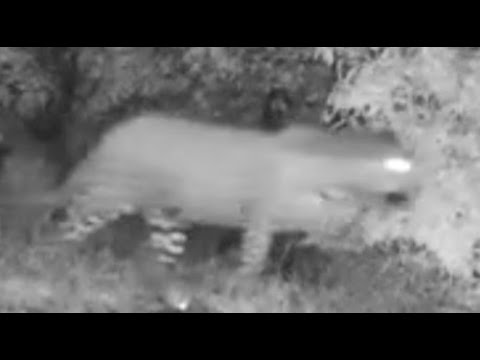 Tlalamba Female Leopard crossed the dam wall at Djuma Cam 1/11/26