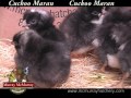 Video: Cuckoo Maran