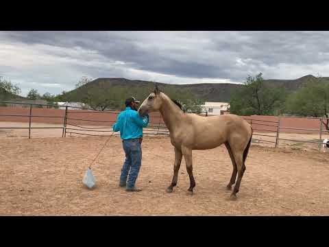 AZHT: Colt Starting - How to teach the horse to move their body in the round pin