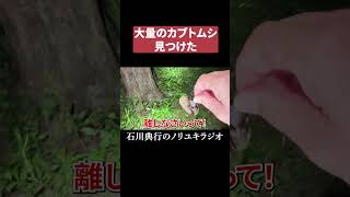 大量のカブトムシを見つけた