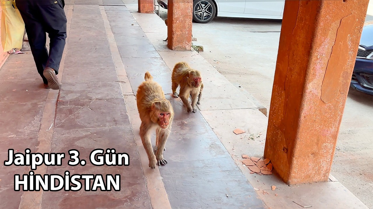 Maymunların Sokakta Yaşadığı Şehir Jaipur - Hindistan