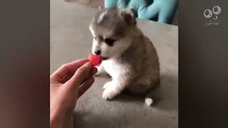 cute beatiful baby animals#6