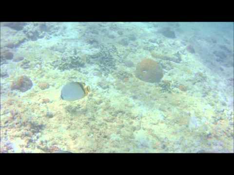 Manza Beach Close Encounters