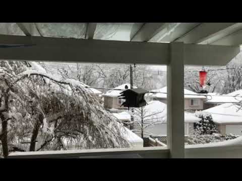 Busy day at the feeders