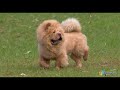 Chow Chow - El Perro Chow Chow