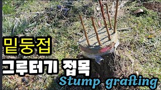 그루터기접목 고목접붙이기 Stump grafting