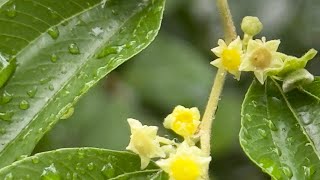 2025 7 07 馬甲子 台北植物園