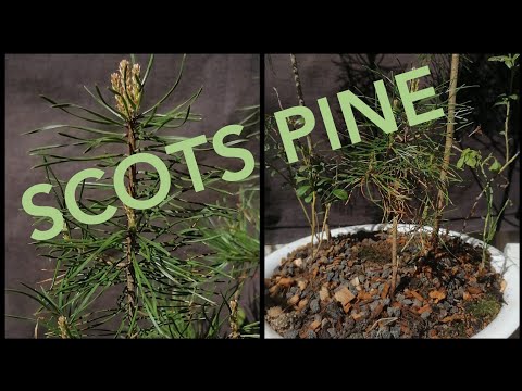 DeathMetalBonsai - Collecting Scots Pines
