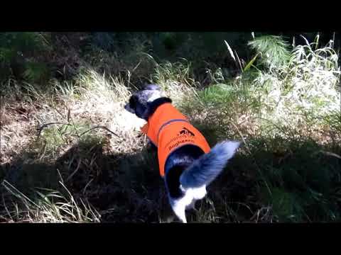 Bagheeras Feldarbeit Otterkotsuche 2018