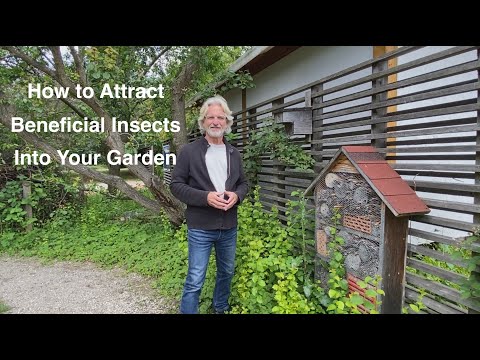 Attract Beneficial Insects Naturally: Garden Pest Control Tips