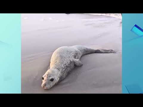 Elefante-marinho chama a atenção em praia de Paulino Neves