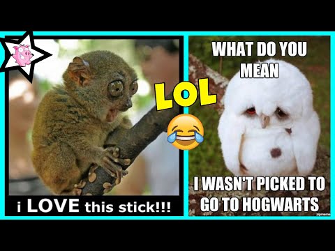 Funny Animals Memes That Will Make You Smile Video