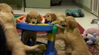 Sunshine Puppies Playing in Baby Toy