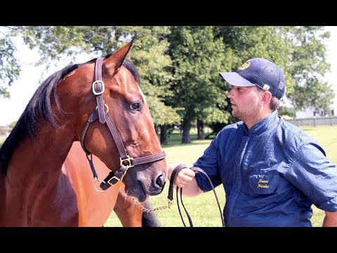 2019 Hambletonian Contenders --  Gimpanzee