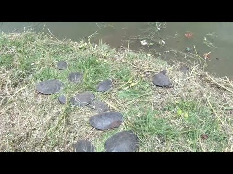 Cágados de barbicha são devolvidos para habitat natural na zona norte de Teresina 22 01 2022