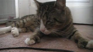 preview picture of video 'Cat wakes up after a trip to the veterinary FUNNY (falling several times)'