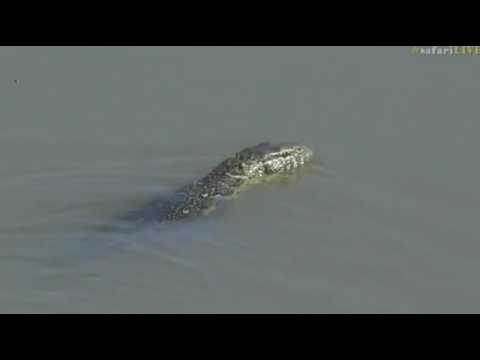 April 12, 2017- Monitors on land and in the water this morning with Brent Leo Smith