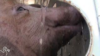 Woman Faces Jail... For Giving Pigs Water