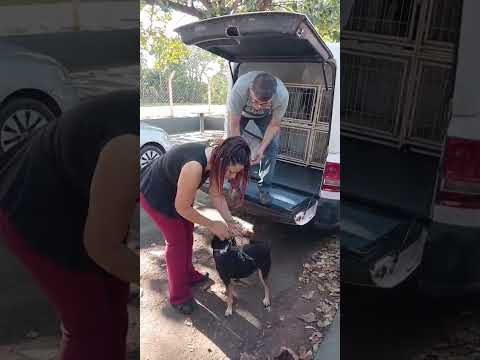 Após denúncia, cães em situação de abandono são resgatados pelo CZZ em Ilha Solteira