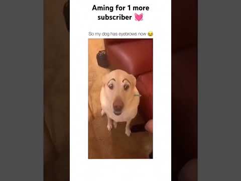 Funny dog | cute dog | montage #dogs #dog #doglover #trending #shorts