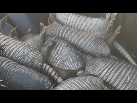 Armadillo Hunting with PCP Rifle