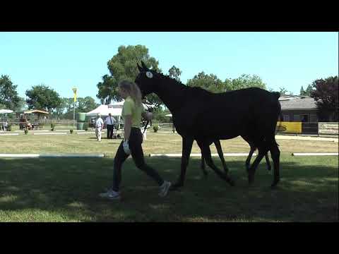 Sudweyher Fohlenschau 2019 - Kat.-Nr. 01