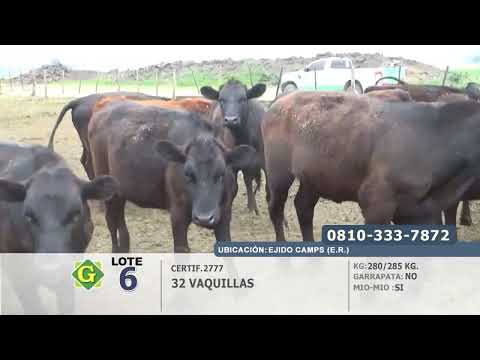 Lote Vaquillas en Camps (E.Rios)