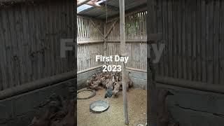 Download lagu Belajar Budidaya Bebek Petelur Sistem Kering Anti Bau mp3