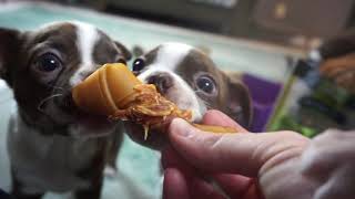 Boston Terrier puppies open a PUPBOX!