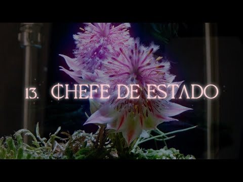 AMAURA - CHEFE DE ESTADO