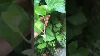 GIANT English Ivy Removal Off of American Sycamore - Part 3 #invasivespecies #trees