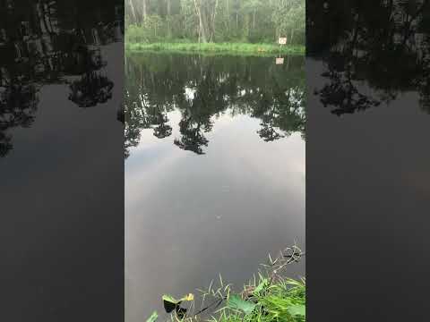 Nasty chocolate water in fl Everglades